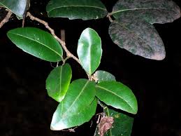 Image result for Drypetes