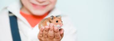 Here are facts to consider when you're wonde. Tips For Kids Pets Good Small Pet For Kids Petsmart