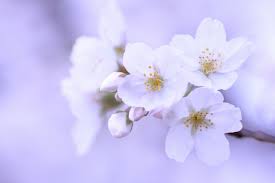 Wallpapers Closeup White Sakura Nature Flowers Image 346695 Download Flower Images Flowers Cherry Blossom Flowers