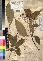 Image result for Rauvolfia mombasiana