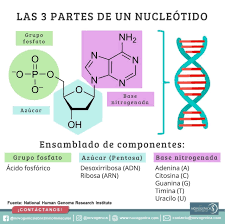 Nucleótidos Un nucleótido es el componente básico de los ácidos nucleicos ( ARN y ADN). Un nucleótido consiste en una molécula de azúcar (ya sea ribosa  en ARN o desoxirribosa en ADN) unida