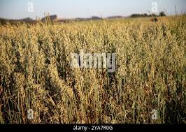 Image result for Avena byzantina