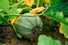 Donn cooper, university of georgia. Can You Plant Zucchini And Cucumbers Together Unassaggio