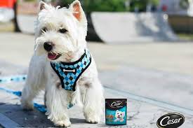 Los cachorros de raza pequeña destacan por su tamaño, más pequeño de lo normal. Cosas Que No Sabias Sobre Los Perros De Raza Pequena