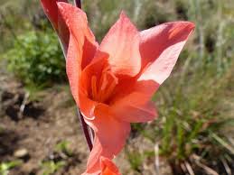 Image result for Gladiolus melleri