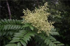 Image result for Zanthoxylum lindense
