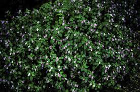 Image result for Impatiens psychadelphoides