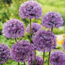 Get free shipping on qualified purple flower bulbs or buy online pick up in store today in the outdoors department. Tall Allium Bulbs Aflatunense Buy In Bulk At Edenbrothers Com