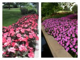 Sunpatiens is the result of a cross between two different impatiens species: Impatiens Bounce And Sunpatiens Garden Housecalls