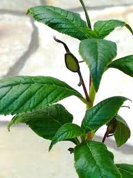 Image result for Dorstenia buchananii