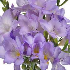Lavender Freesia Flower Fiftyflowers Com Freesia Flowers Lavender Plant Buy Lavender Plants