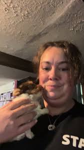 AKC female chocolate parti yorkie #yorkies #akcyorkies #yorkiebreeder ...