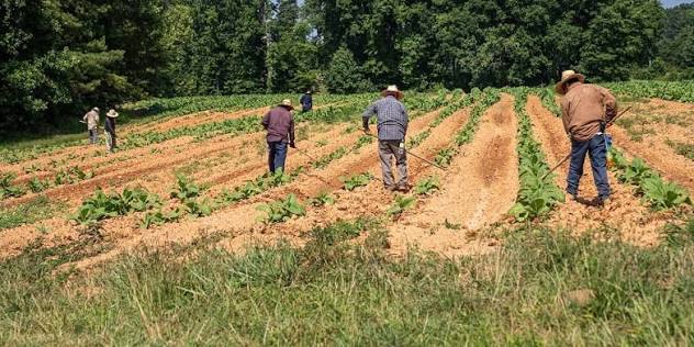 Цікаві факти про Farmworker Appreciation Day
