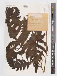 Image result for Tectaria angelicifolia