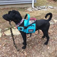 Pin On Working Service Dogs