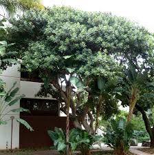 Image result for Ficus pygmaea