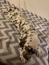 One stop shop for all your needs for puppies and dogs. Dalmatian Puppies For Sale Las Vegas Nv Dalmatian Puppies For Sale Dalmatian Puppy Puppies For Sale