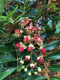 Image result for Cassia thyrsoidea