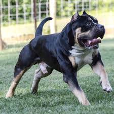 Comment Something Nice About Pitbulls D Pitbull Pitbullsofinstagram Pitbulls Pitbulllove Pitbulladvocate P American Pitbull Terrier Pitbulls Pitbull Mix