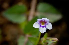 Image result for Lindernia conferta