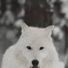 Its a wolf gif free for anyone to use. White Wolf Gifs Tenor