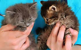 Your veterinarian will be an important partner for you in making sure your pet lives a long, healthy don't wait until your dog or cat needs a vet before you start looking for one. What Are The Benefits Of Vetpay Casey Cranbourne Veterinary Hospital Cranbourne Vets Vets South East Melbourne