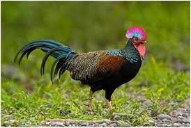 Jual ayam hutan hijau lombok. 100 Gambar Ayam Hutan Hijau Kekinian Gambar Pixabay