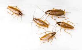 By the time you're ready to stock up on bug spray or traps, you may find that commercial products only contain the raiders temporarily. Cockroach Pest Control Essex Suffolk Pest Solutions