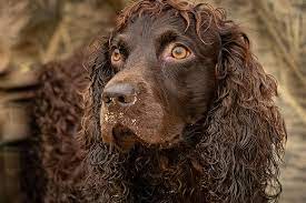 Check spelling or type a new query. Boykin Spaniel Dog Breed Information
