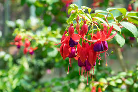 I have often wondered if red and yellow go together. How To Grow Fuchsia Gardener S Path