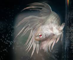 Bettas Photo Betta Betta Fish Fish