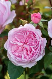 Olivia Rose Austin David Austin Roses Austin Rose Olivia Rose