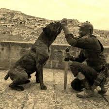 From Cane Corso Bodyguard Corso Dog Cane Corso Dog Cane Corso