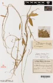 Image result for Ceropegia stenantha