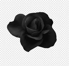 Check spelling or type a new query. Black Rose Flower Art Beach Rose Black Rose Black Rose Black Hair Black White Monochrome Png Pngwing