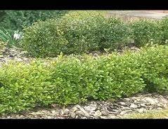 Der schnitt bei diesem buchsbaum ist der beste, um kräftige pflanzen zu gestalten. Video Wann Schneidet Man Einen Buchsbaum Eine Pflegeanleitung