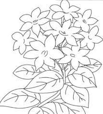 Saking indahnya, bunga anggrek sampai dijadikan judul sebuah lagu jadul. Bunga Anggrek Sketsa Gambar Bunga