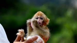 While the name is deceiving, the priciest pet on our list isn't a monkey at all. Chinese Scientists Added Human Brain Genes To Monkeys Vox