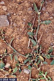 Image result for Polygonum aviculare