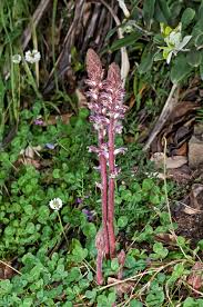 Image result for Orobanche
