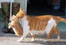 anne kedi ve yavrulari yavrunun anneden ayrilma zamani kedibilgi com