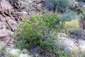 Image result for Combretum oxystachyum