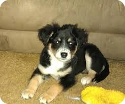 The sire and dam in this breed are interchangeable (i.e. Hamburg Pa Border Collie Meet Raven A Pet For Adoption
