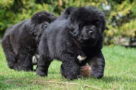 Please contact for pics and details. Black Lion Type Tibetan Mastiff Puppy Mastiff Puppies Tibetan Mastiff Puppy Mastiff Puppies For Sale