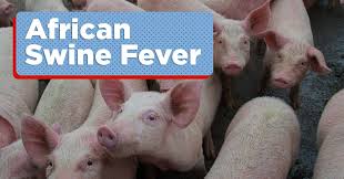 Health officials assure public that pork meat still safe for consumption. African Swine Fever Sintomas At Sanhi Mediko Ph