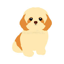 Find cavapoo breeders through lancaster puppies. Cavapoo Puppies For Sale Home Facebook