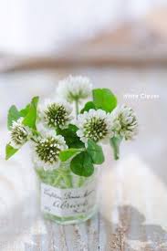 Pin By Lori Holt On Bring Me Flowers Pretty Flowers Little Flowers Love Flowers