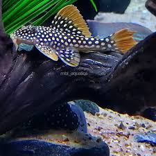 Mbl Aquatics On Instagram Sunshine Pleco Scobiancistrus Aureatus L014 Sunshinepleco L01 Aquarium Fish Tropical Fish Tanks Freshwater Aquarium Fish