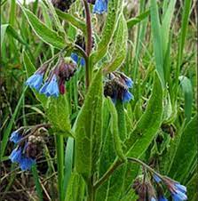 c omme la bourrache ou le myosotis la consoude symphytum spp fait partie de la famille des boraginacees parmi les nombreuse consoude arbuste idees jardin