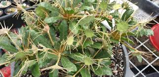 Image result for Dorstenia schliebenii